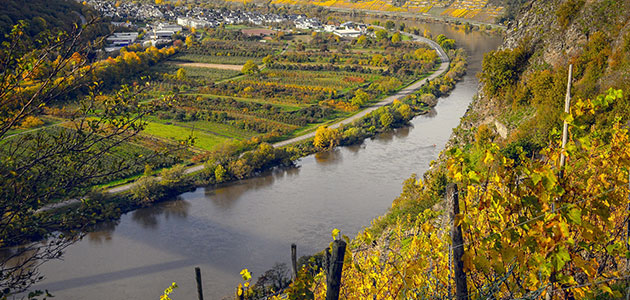 Foto Herbstliche Mosel- Impressionen